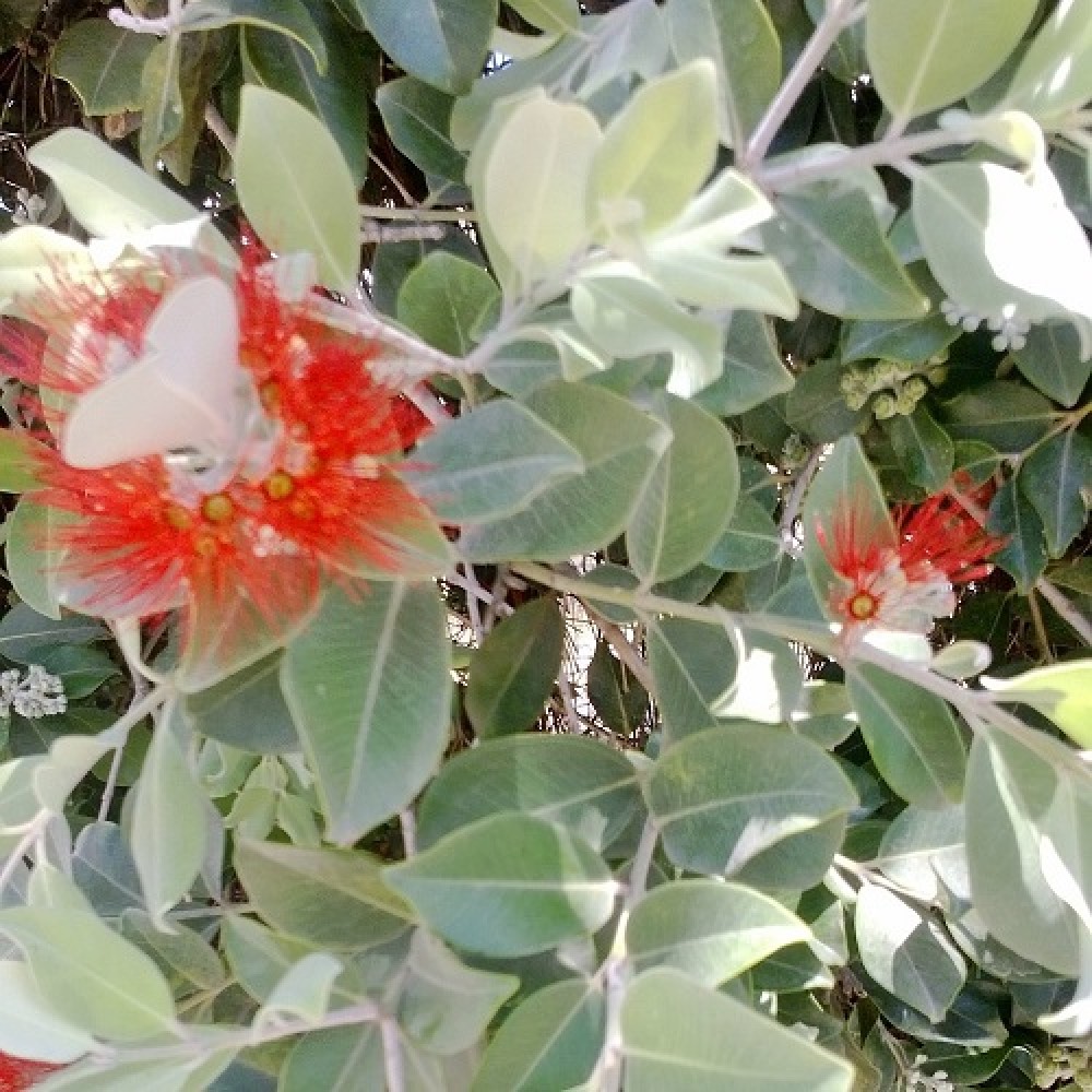 Metrosideros thomasii New Zealand Christmas Bush